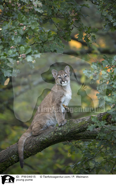 young puma / PW-04615