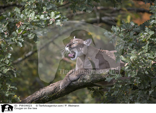 Cougar on the tree / PW-04623
