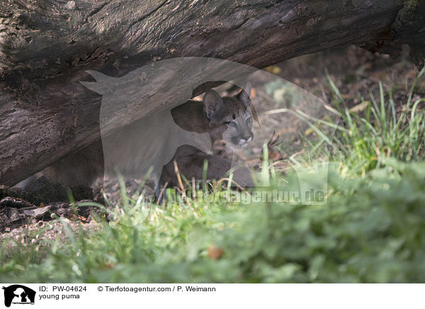 young puma / PW-04624