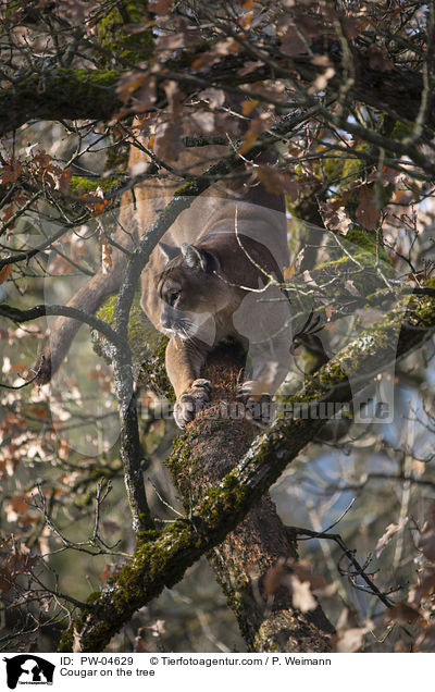 Cougar on the tree / PW-04629