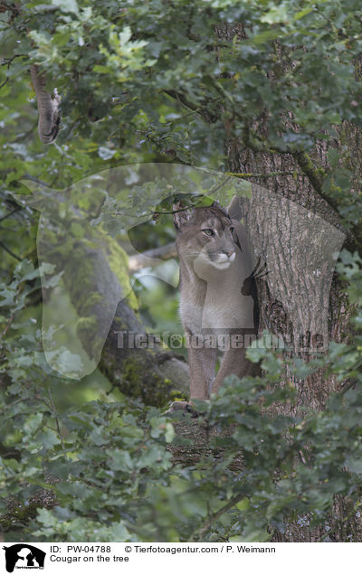 Cougar on the tree / PW-04788
