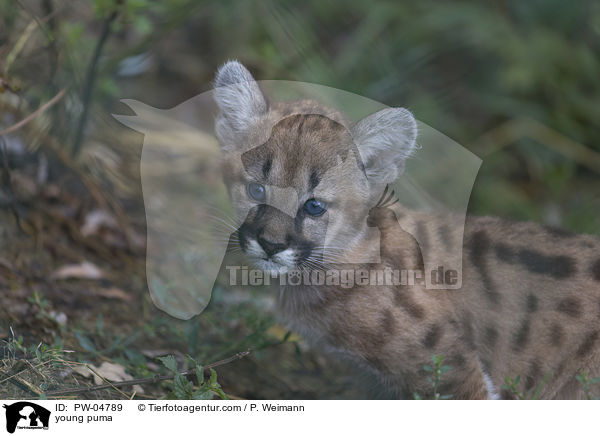 young puma / PW-04789