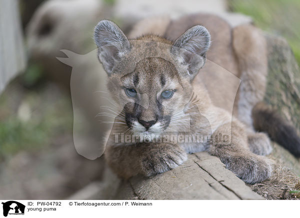 young puma / PW-04792