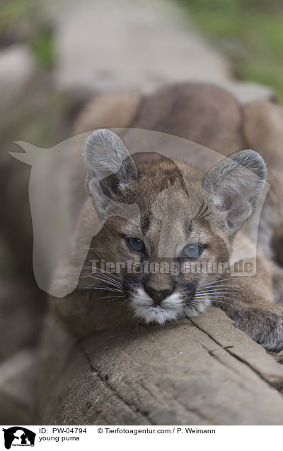 young puma / PW-04794