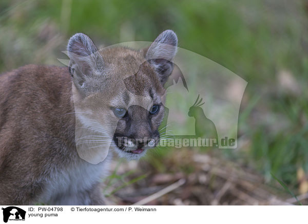young puma / PW-04798