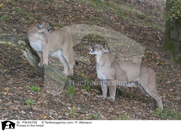 Pumas in the forest / PW-04799