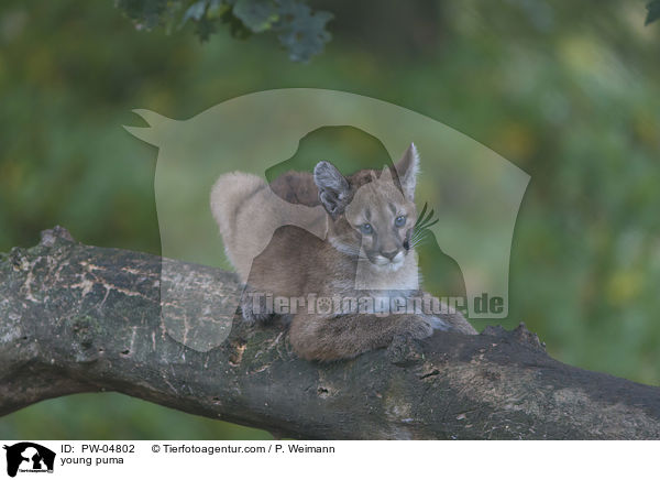 young puma / PW-04802