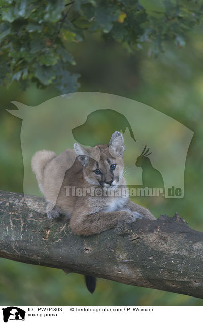 young puma / PW-04803
