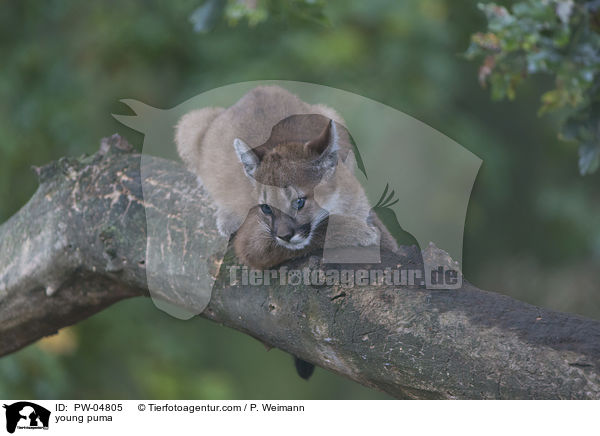 young puma / PW-04805