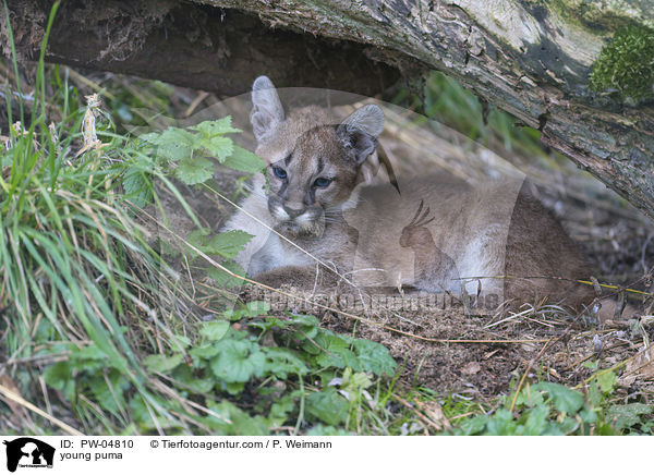 young puma / PW-04810