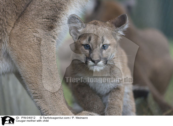 Cougar mother with child / PW-04812