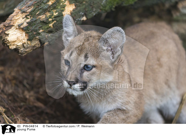 young Puma / PW-04814