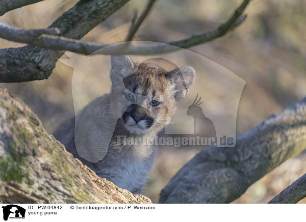 young puma / PW-04842