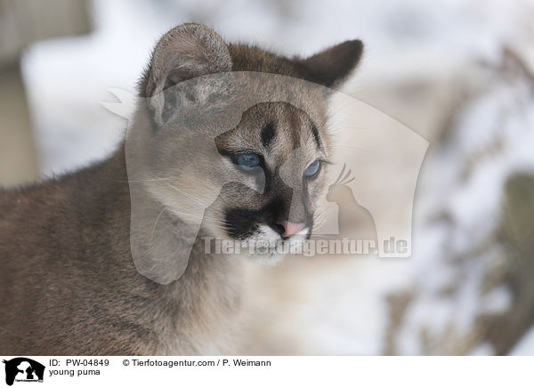 young puma / PW-04849