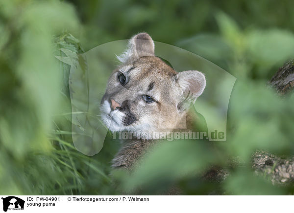 young puma / PW-04901