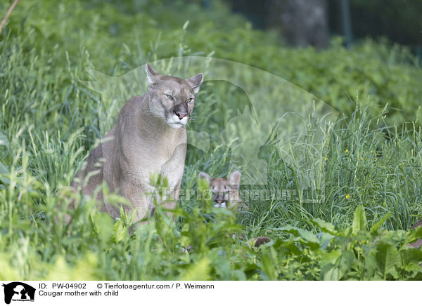 Cougar mother with child / PW-04902