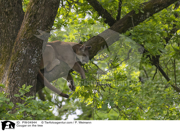 Cougar on the tree / PW-04944
