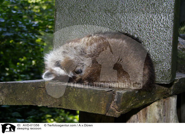 sleeping raccoon / AVD-01356