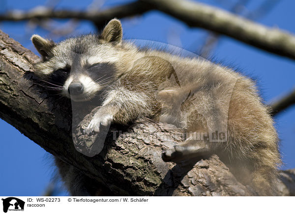 raccoon / WS-02273