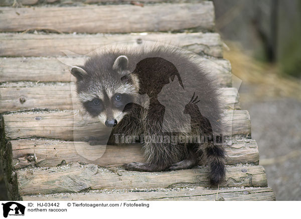 northern raccoon / HJ-03442