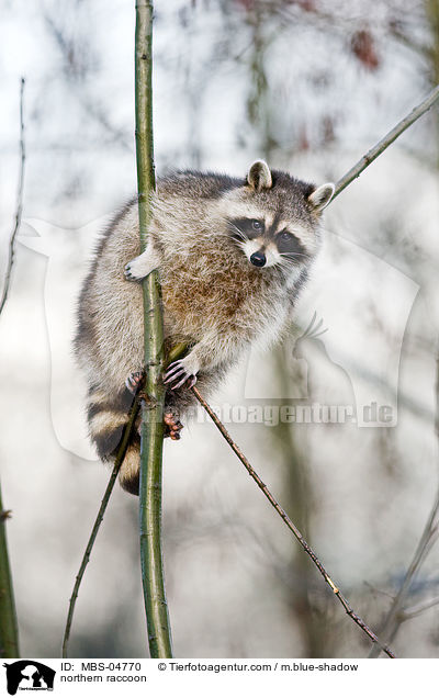 northern raccoon / MBS-04770