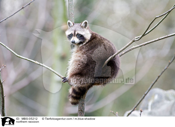 northern raccoon / MBS-05212