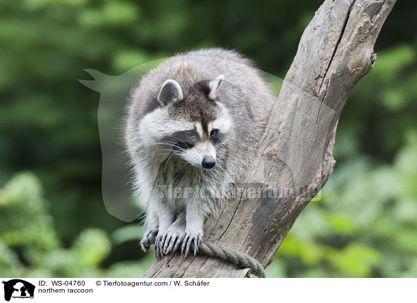 northern raccoon / WS-04760