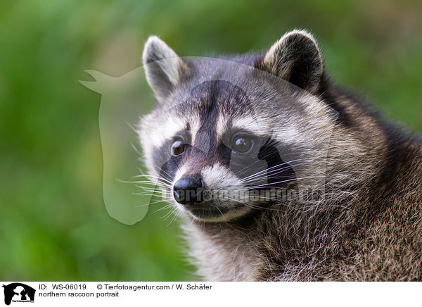 northern raccoon portrait / WS-06019