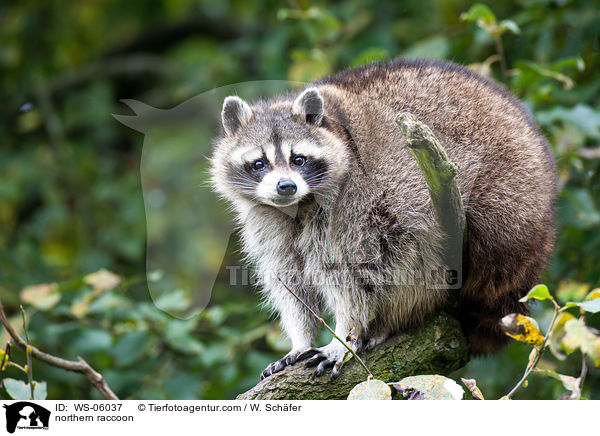 northern raccoon / WS-06037
