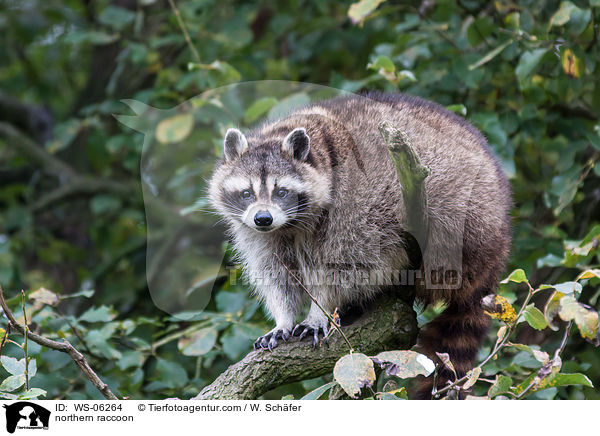 northern raccoon / WS-06264