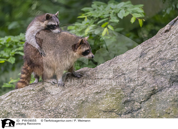 playing Raccoons / PW-09055