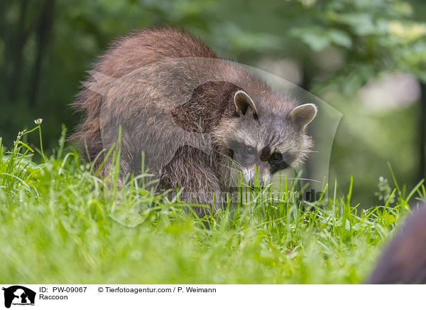 Raccoon / PW-09067