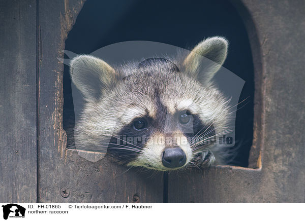 northern raccoon / FH-01865