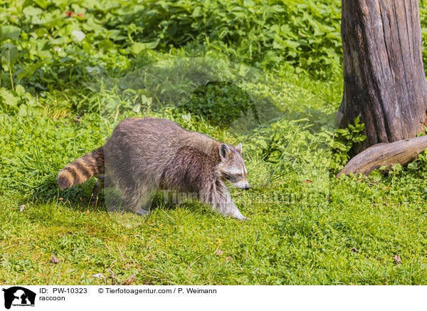 raccoon / PW-10323
