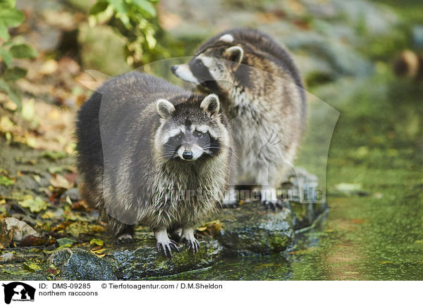 northern raccoons / DMS-09285