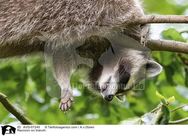 Raccoon on branch / AVD-07240