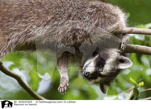 Raccoon on branch / AVD-07243