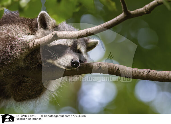 Raccoon on branch / AVD-07249