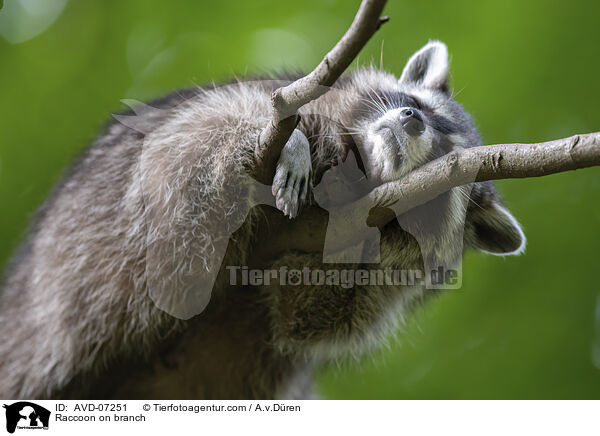 Raccoon on branch / AVD-07251