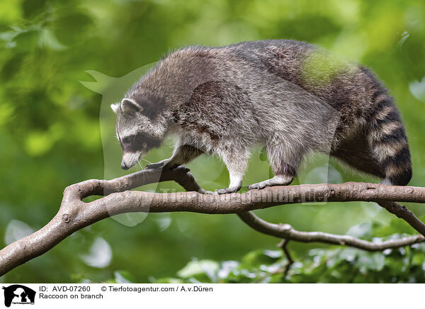 Raccoon on branch / AVD-07260