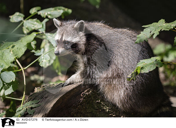 raccoon / AVD-07276