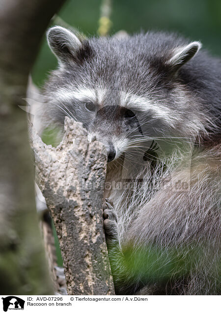 Raccoon on branch / AVD-07296