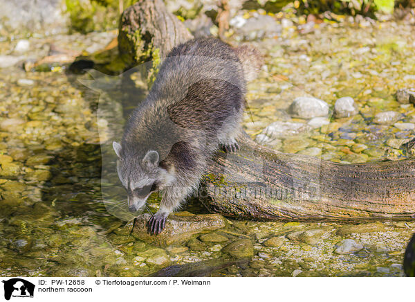 northern raccoon / PW-12658
