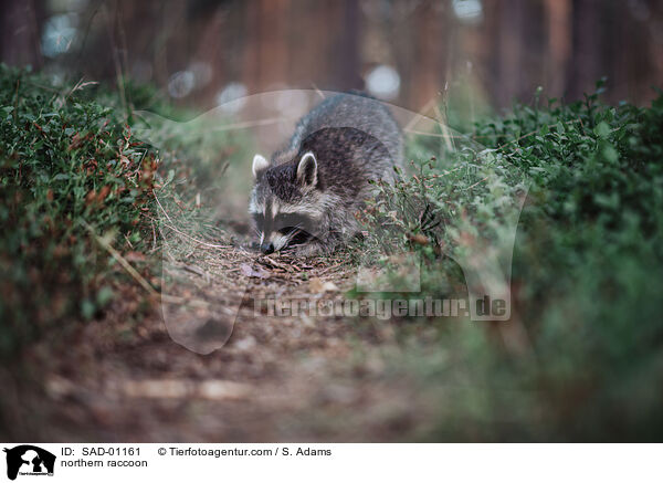 Waschbr / northern raccoon / SAD-01161
