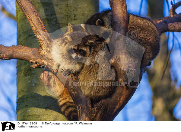 northern raccoons / PW-12869