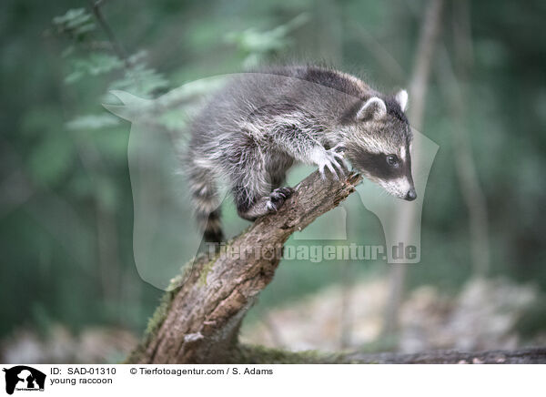 young raccoon / SAD-01310