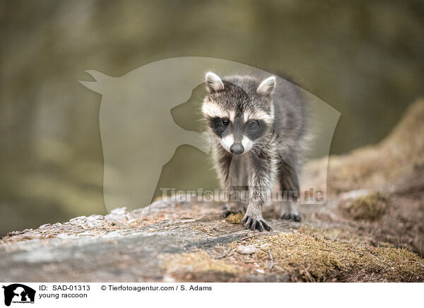 young raccoon / SAD-01313