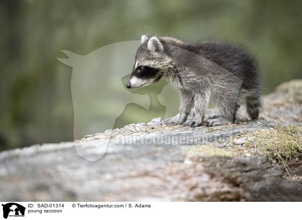 young raccoon / SAD-01314