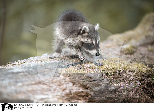 young raccoon / SAD-01315
