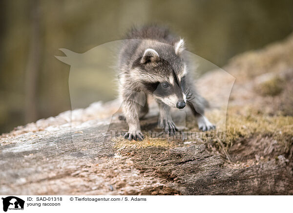 young raccoon / SAD-01318